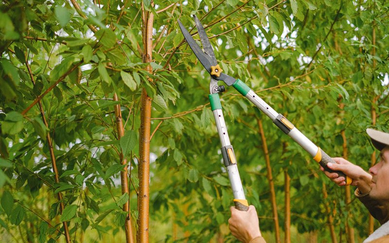 Tree trimming in Girdler, KY